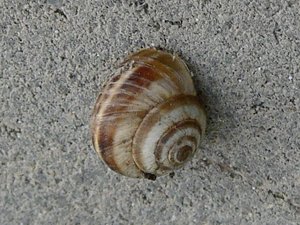 Cernuella virgata