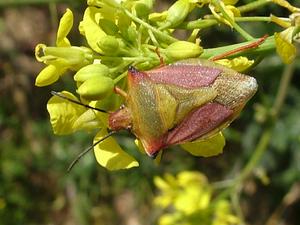 Carpocoris fuscispinus