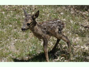 Cervus elaphus