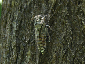 Cicada barbara