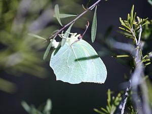 Gonepteryx cleopatra