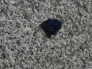 Armadillidium vulgare