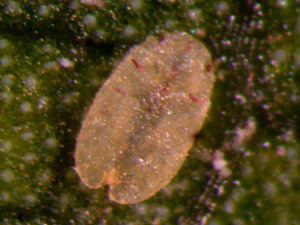 Protopulvinaria pyriformis