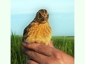 Coturnix coturnix