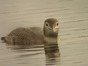 Gavia adamsii