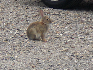 Oryctolagus cuniculus