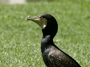 Phalacrocorax carbo