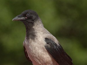 Corvus cornix