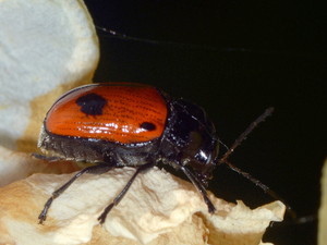 Cryptocephalus bipunctatus