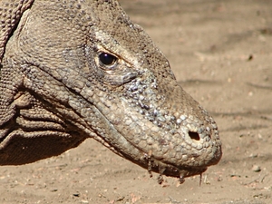 Varanus komodoensis