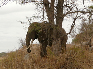 Loxodonta africana