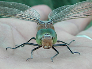 Anax parthenope