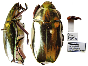 Chrysina argenteola