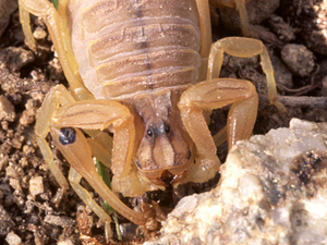 Buthus occitanus