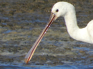 Platalea leucorodia