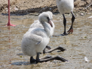 Phoenicopterus ruber