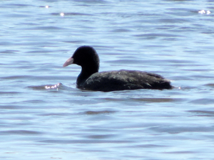 Fulica atra