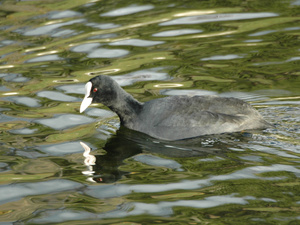 Fulica atra