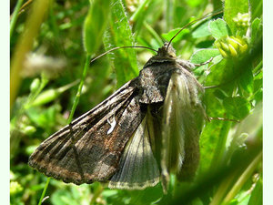 Autographa gamma