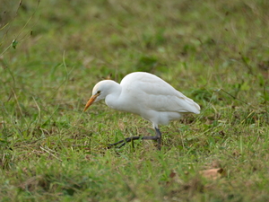 Bubulcus ibis