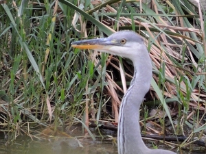 Ardea cinerea