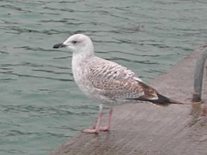 Larus argentatus