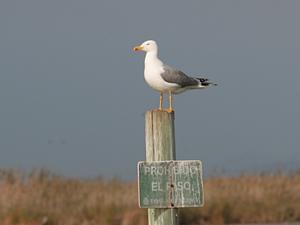 Larus michahellis