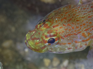 Gobius xanthocephalus