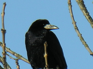 Corvus frugilegus