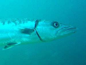 Sphyraena barracuda