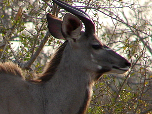 Tragelaphus strepsiceros