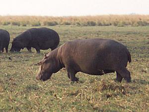 Hippopotamus amphibius