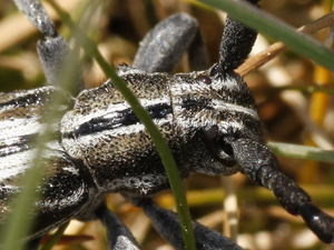 Iberodorcadion perezi