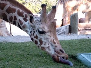 Giraffa camelopardalis