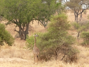 Giraffa tippelskirchi