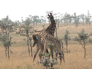 Giraffa tippelskirchi