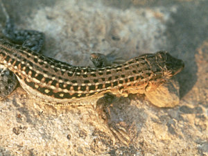 Acanthodactylus erythrurus