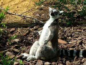 Lemur catta