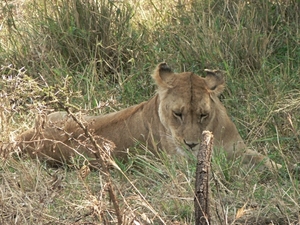 Panthera leo