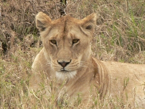 Panthera leo