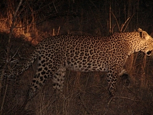 Panthera pardus