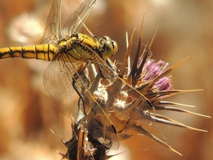 Orthetrum cancellatum