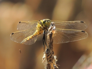 Orthetrum cancellatum