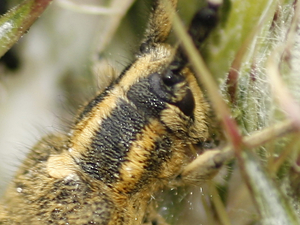 Agapanthia villosoviridescens