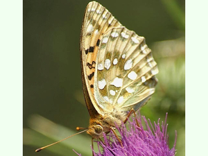 Argynnis aglaja