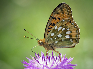 Argynnis aglaja