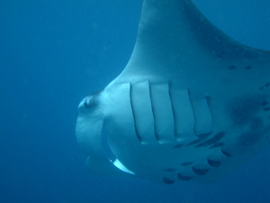 Manta birostris