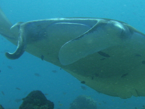 Manta birostris