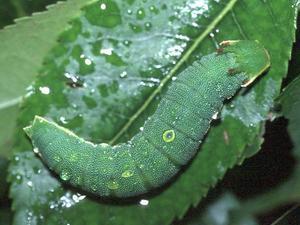 Charaxes jasius