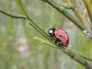 Coccinella septempunctata